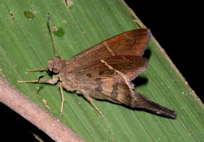 Spicauda tanna; Tanna Longtail 