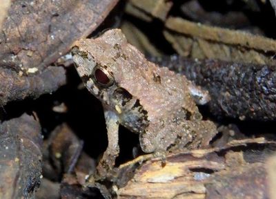 Stejneger's Robber Frog