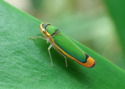 Stephanolla rufoapicata; Sharpshooter species 
