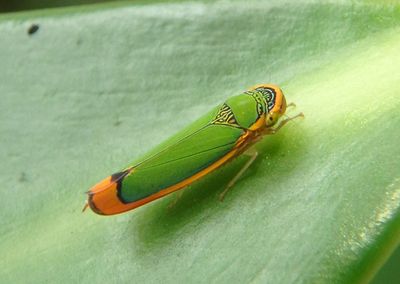 Stephanolla rufoapicata; Sharpshooter species