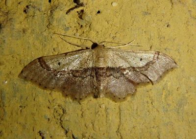 Sterrhini Geometrid Moth species