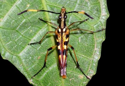 Strangalia elegans; Flower Longhorn species; female
