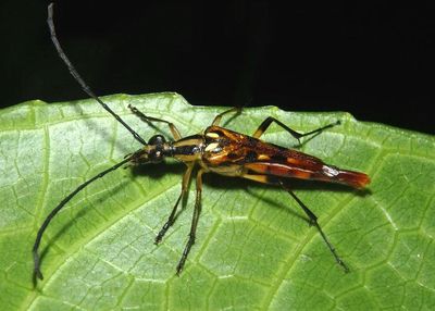 Strangalia elegans; Flower Longhorn species; male