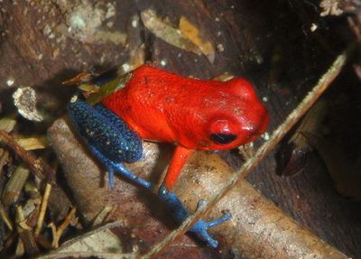 Strawberry Poison Dart Frog 