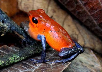Strawberry Poison Dart Frog