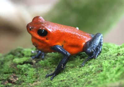 Strawberry Poison Dart Frog 