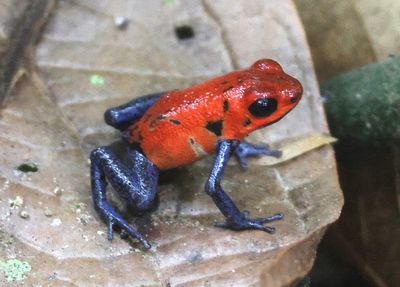 Strawberry Poison Dart Frog 