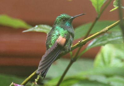 Stripe-tailed Hummingbird; male