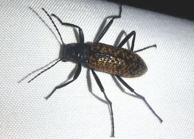 Strongylium cribripes; Darkling Beetle species