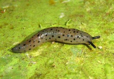 Stylommatophora Slug species
