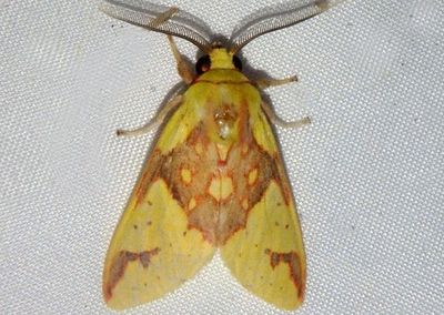 Symphlebia pyrgion; Tiger Moth species