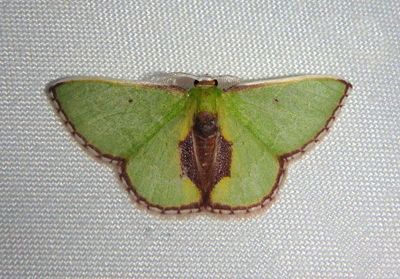 Synchlora astraeoides; Geometrid Moth species