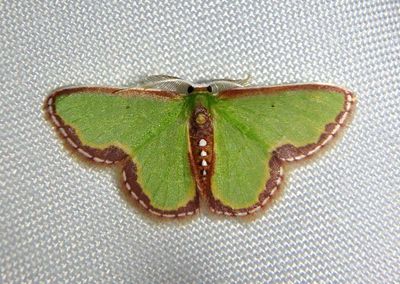 Synchlora expulsata; Emerald Moth species