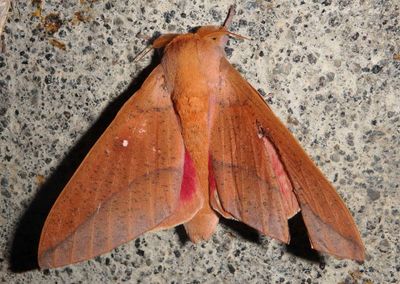 Syssphinx colla; Royal Moth species