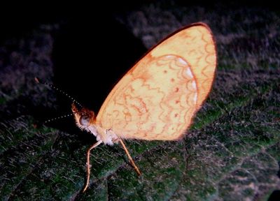 Tegosa anieta; Black-bordered Crescent