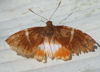 Telchin atymnius drucei; Screwworm Moth