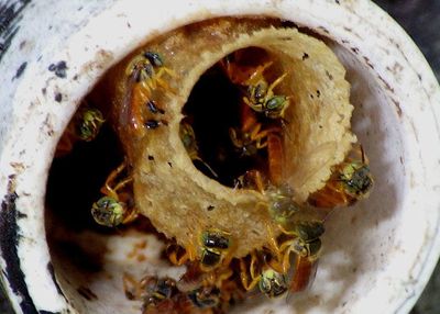 Tetragonisca angustula; Narrow Stingless Bees