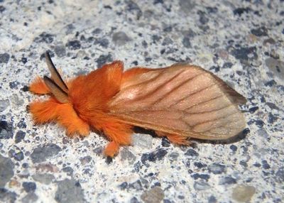 Thoscora ribbei; Flannel Moth species