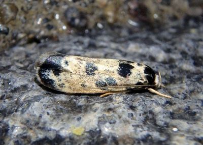 Tineidae Clothes Moth species