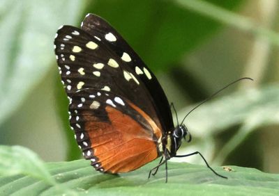 Tithorea tarricina; Cream-spotted Tigerwing