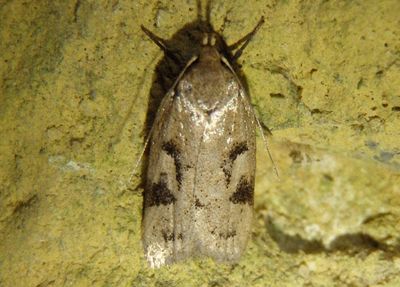 Tortricidae Tortricid Moth species