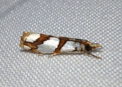 Tortriculladia Crambid Snout Moth species