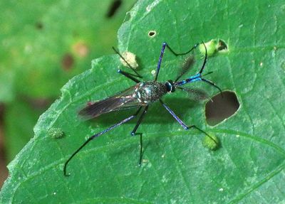 Toxorhynchites Elephant Mosquito species