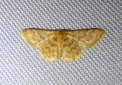Tricentrogyna flexivitta; Geometrid Moth species 
