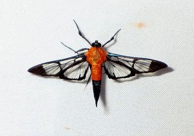 Trichaea pilicornis; Pyralid Moth species 