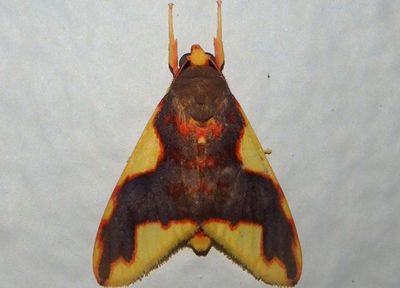 Trichromia rhodocraspis; Tiger Moth species