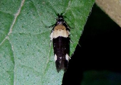 Gelechiidae Twirler Moth species