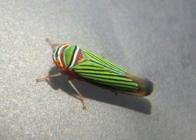Tylozygus fuscolineellus; Leafhopper species
