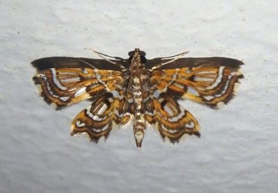 Undulambia Pyralid Moth species