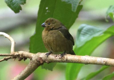 Variable Seedeater; female 