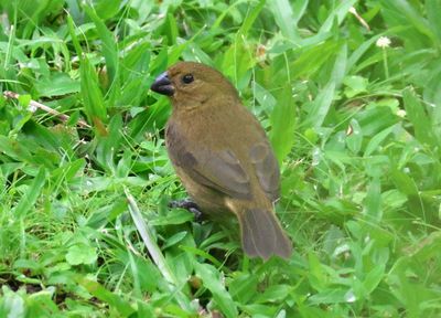 Variable Seedeater; female