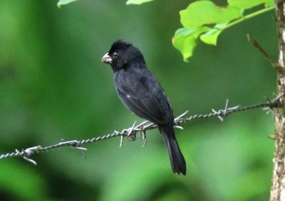 Variable Seedeater; male 