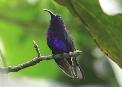 Violet Sabrewing; male