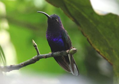 Violet Sabrewing; male