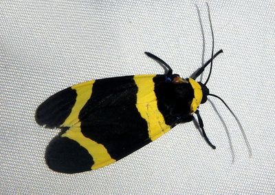 Viviennea tegyra; Tiger Moth species