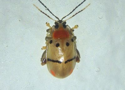 Walterianella humeralis; Flea Beetle species