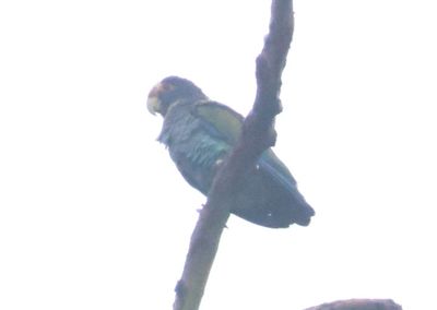 White-crowned Parrot