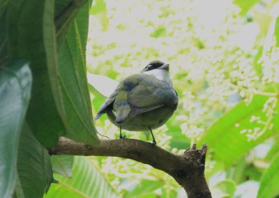 White-ruffed Manakin; male 