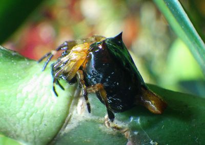 Witica crassicauda; Orbweaver species 