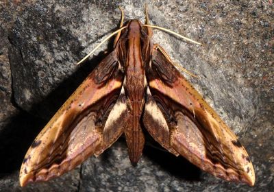 Xylophanes ceratomioides; Sphinx Moth species 