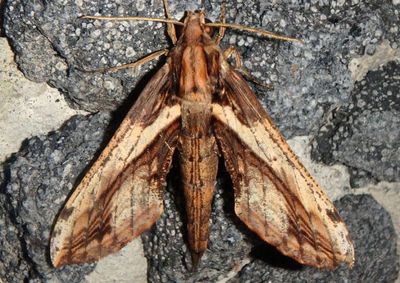 Xylophanes ceratomioides; Sphinx Moth species