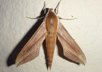 Xylophanes tersa; Tersa Sphinx