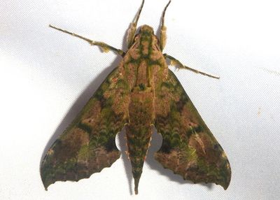 Xylophanes zurcheri; Sphinx Moth species