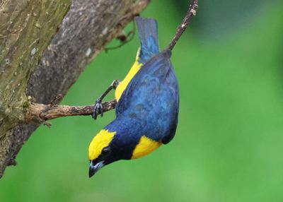 Yellow-crowned Euphonia; male 