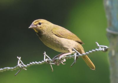 Yellow-faced Grassquit; female