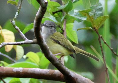Yellow-olive Flatbill 